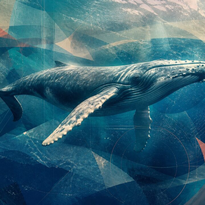 Sininen valas canvas-taulu