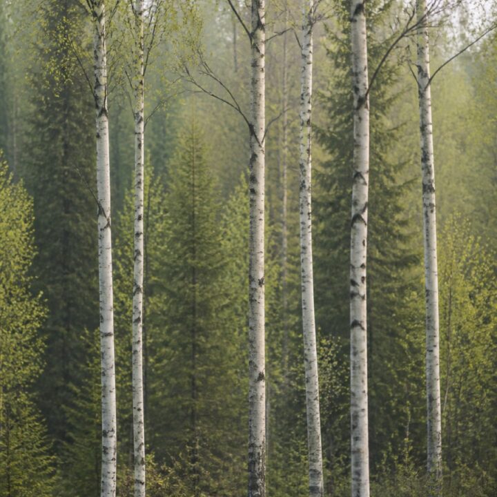 Koivujen valo canvas-taulu