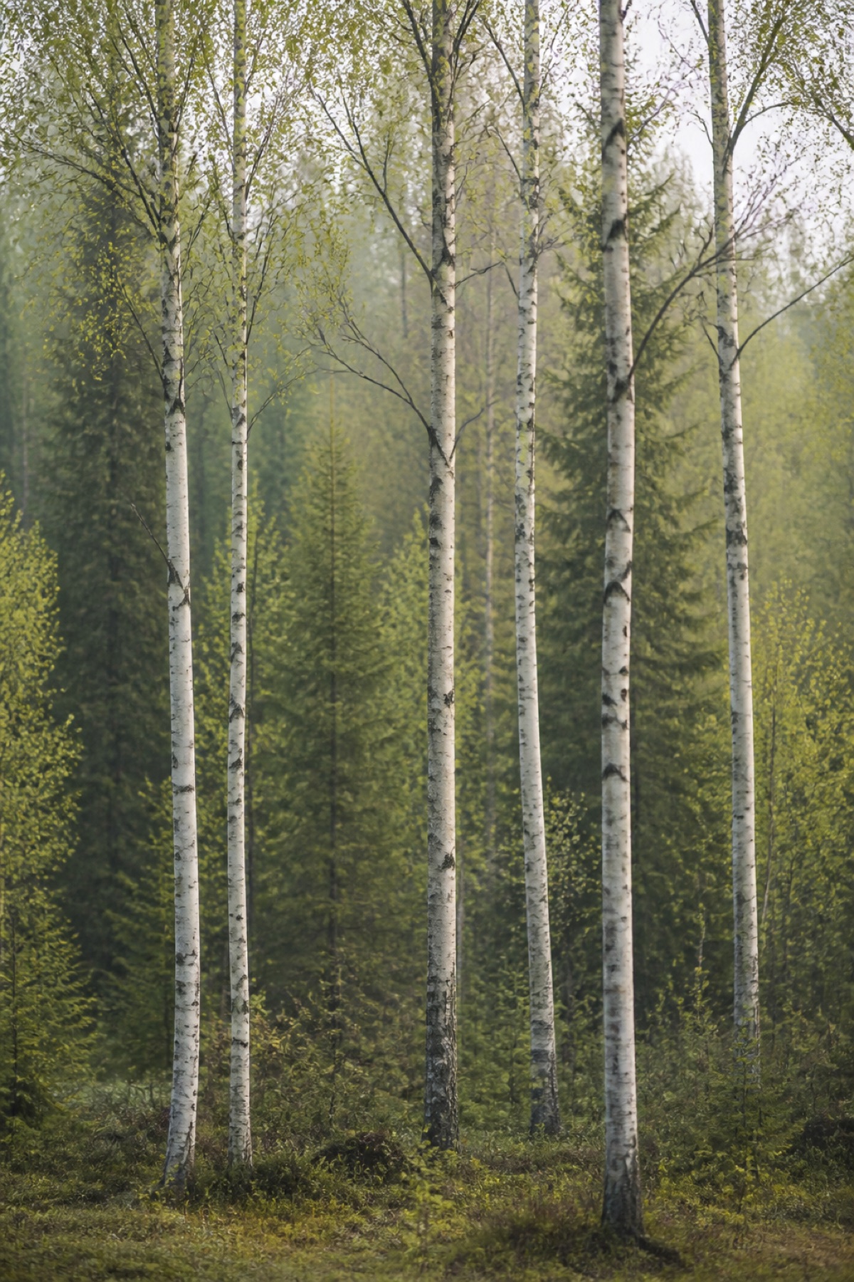 Koivujen valo canvas-taulu