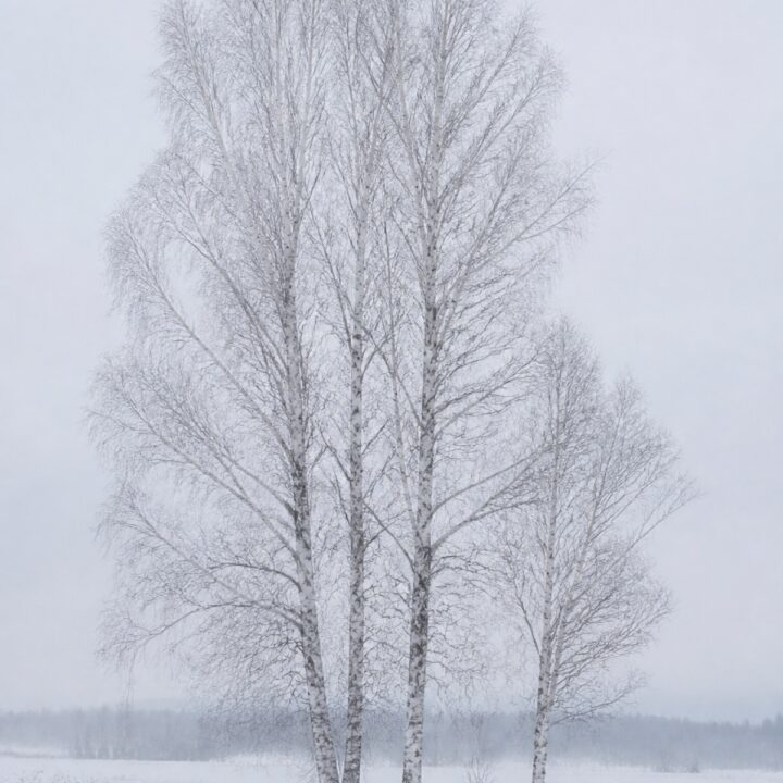 Talven koivut canvas-taulu