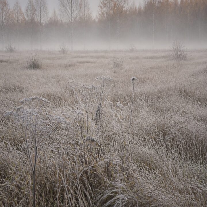 Hallainen aamu canvas-taulu