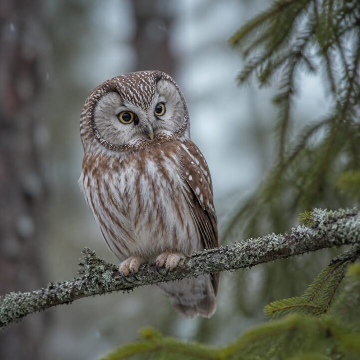 Helmipollo canvas-taulu