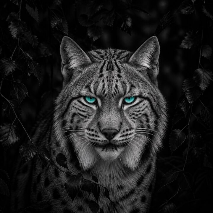 Ilveksen turkoosi canvas-taulu